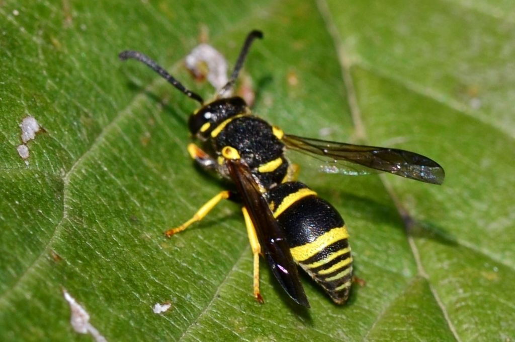 Vespidae Eumeninae